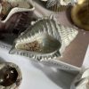 شمع دریایی گوش ماهی کد 4513